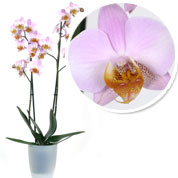Orquídea Rosa + Cachepô Transparente